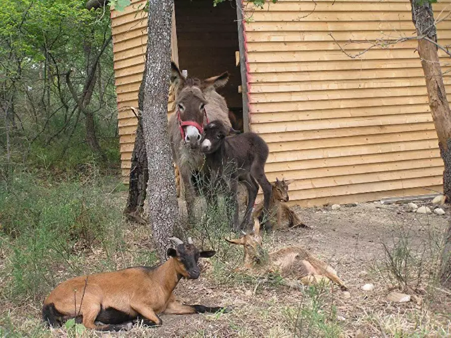 Immagine 10 di Locale commerciale in vendita  in Ctr. Ributtini a Cupello