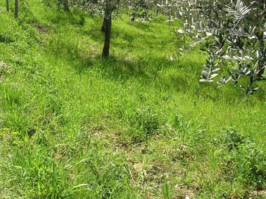 Immagine 9 di Rustico / casale in vendita  in contrada Tratturo a Carunchio