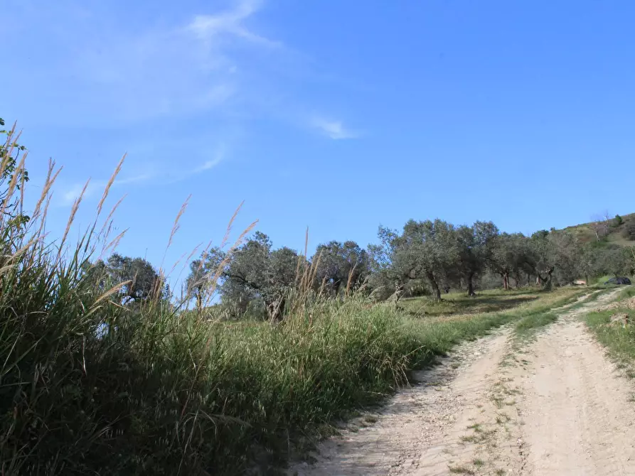 Immagine 5 di Terreno agricolo in vendita  in Sotto Castello snc a Carunchio