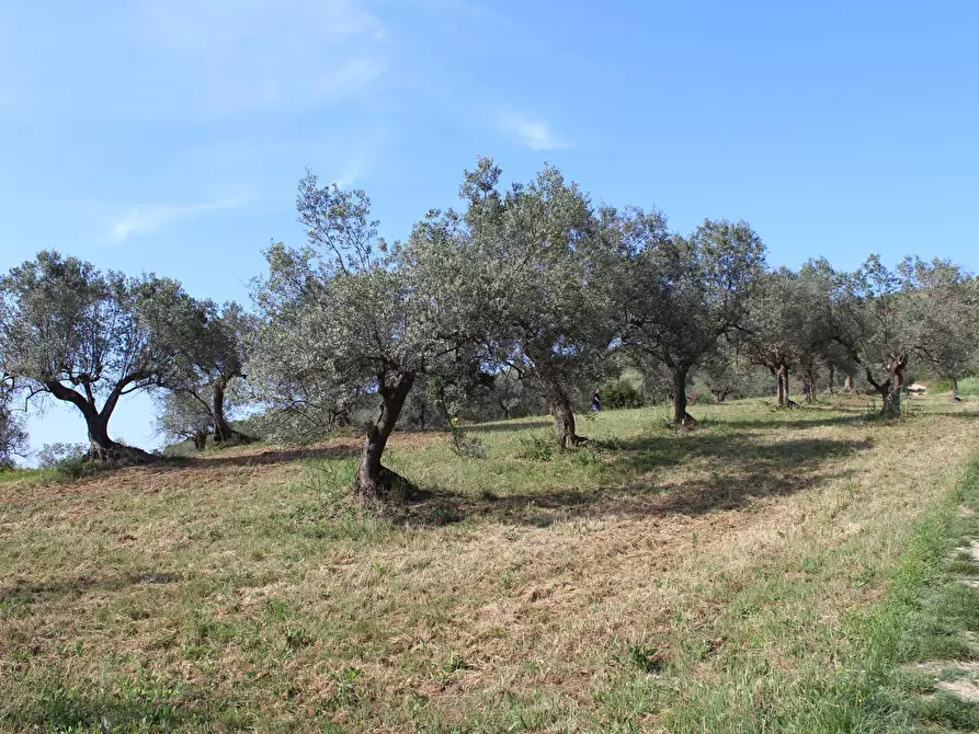 Immagine 18 di Terreno agricolo in vendita  in Sotto Castello snc a Carunchio