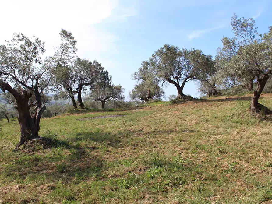 Immagine 6 di Terreno agricolo in vendita  in Sotto Castello snc a Carunchio