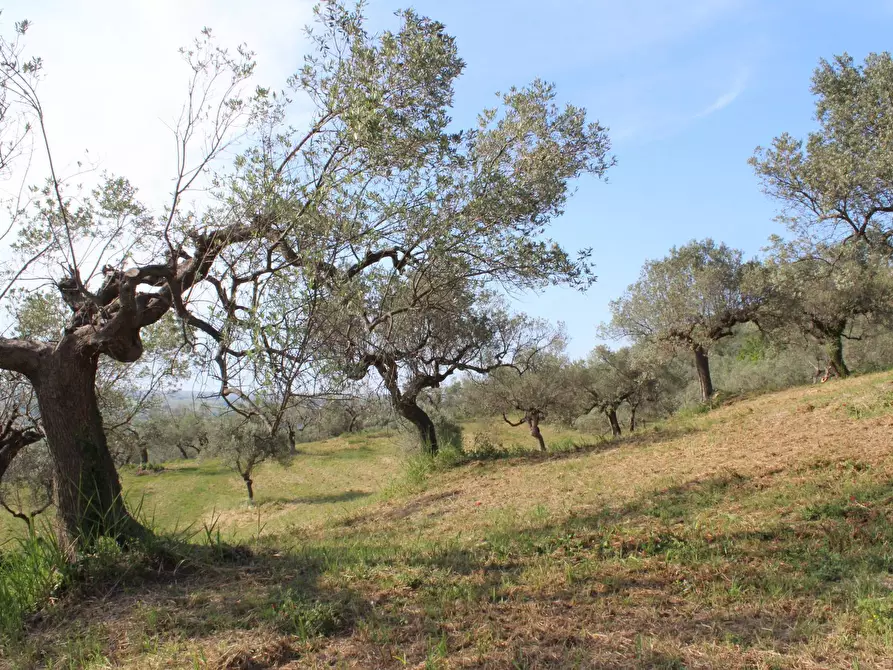 Immagine 8 di Terreno agricolo in vendita  in Sotto Castello snc a Carunchio