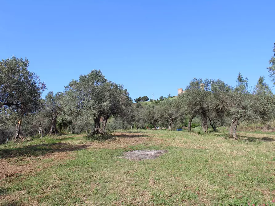 Immagine 4 di Terreno agricolo in vendita  in Sotto Castello snc a Carunchio