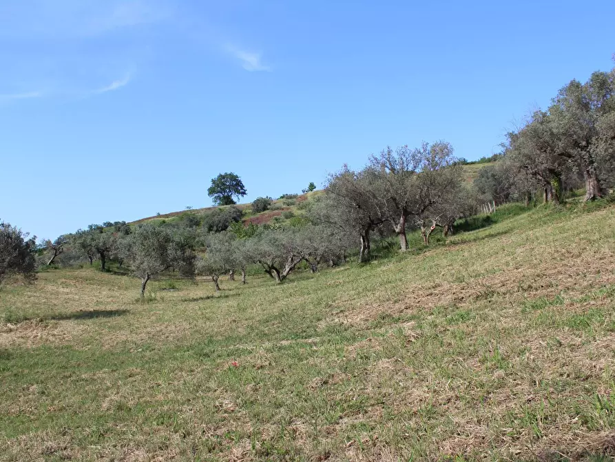 Immagine 11 di Terreno agricolo in vendita  in Sotto Castello snc a Carunchio