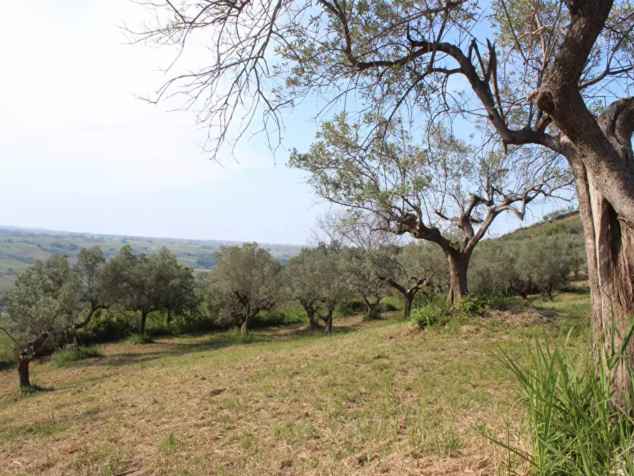 Immagine 12 di Terreno agricolo in vendita  in Sotto Castello snc a Carunchio