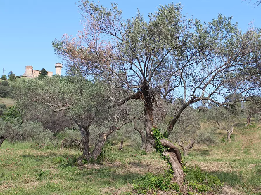 Immagine 9 di Terreno agricolo in vendita  in Sotto Castello snc a Carunchio
