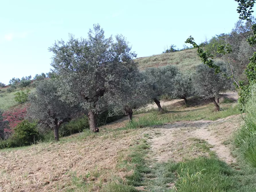 Immagine 23 di Terreno agricolo in vendita  in Sotto Castello snc a Carunchio