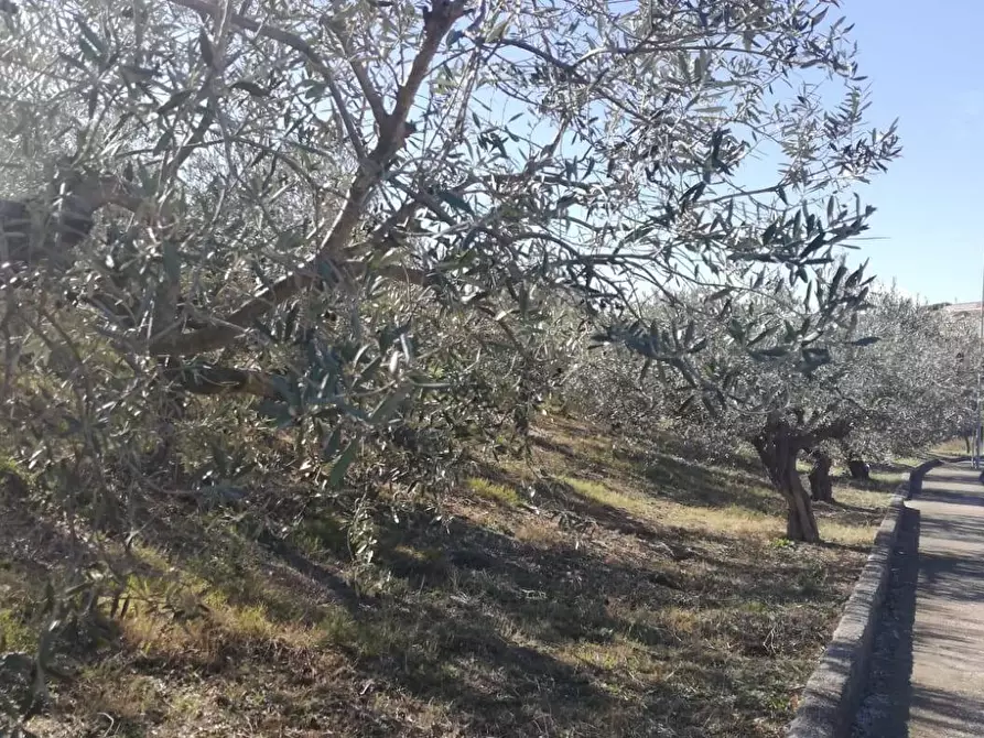 Immagine 15 di Terreno residenziale in vendita  in viale Giovanni XXIII snc a Cupello