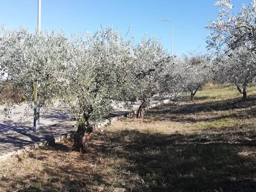 Immagine 21 di Terreno residenziale in vendita  in viale Giovanni XXIII snc a Cupello