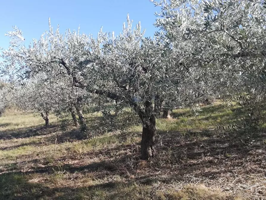 Immagine 23 di Terreno residenziale in vendita  in viale Giovanni XXIII snc a Cupello