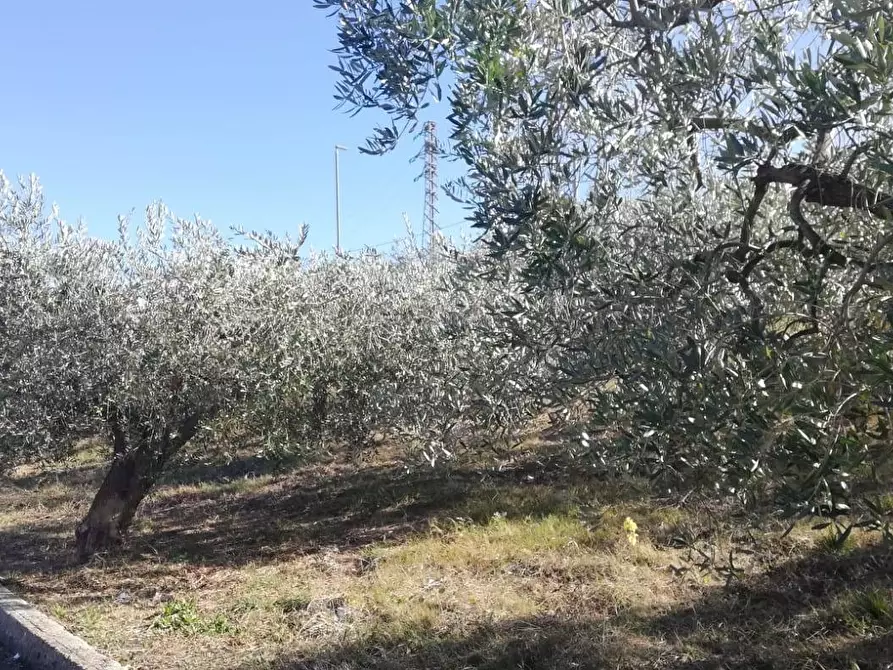 Immagine 5 di Terreno residenziale in vendita  in viale Giovanni XXIII snc a Cupello