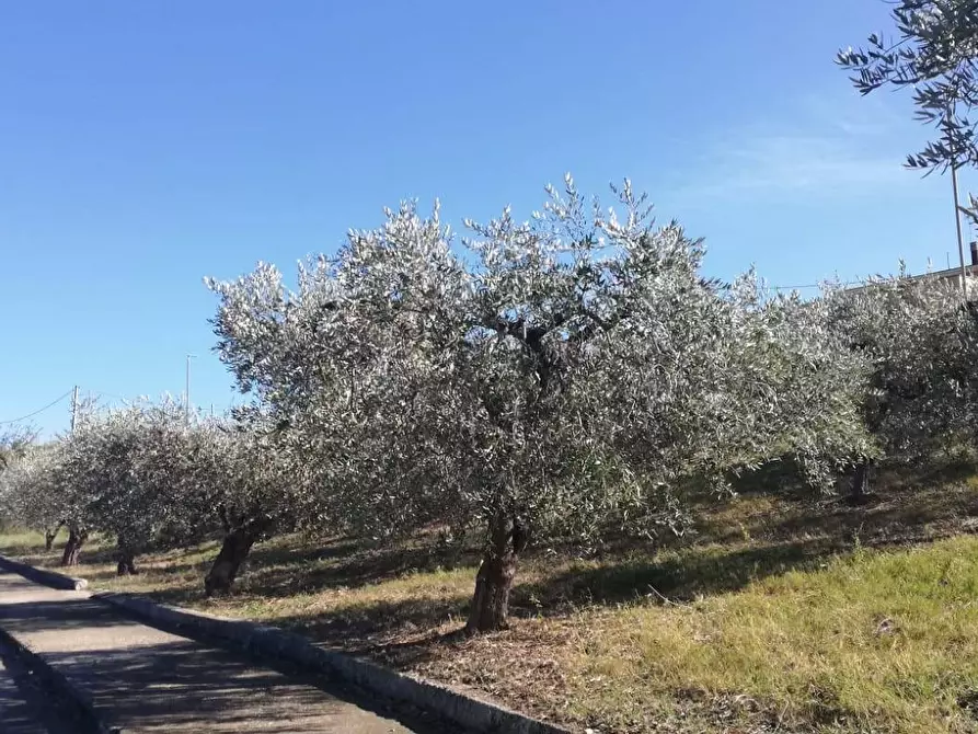 Immagine 27 di Terreno residenziale in vendita  in viale Giovanni XXIII snc a Cupello