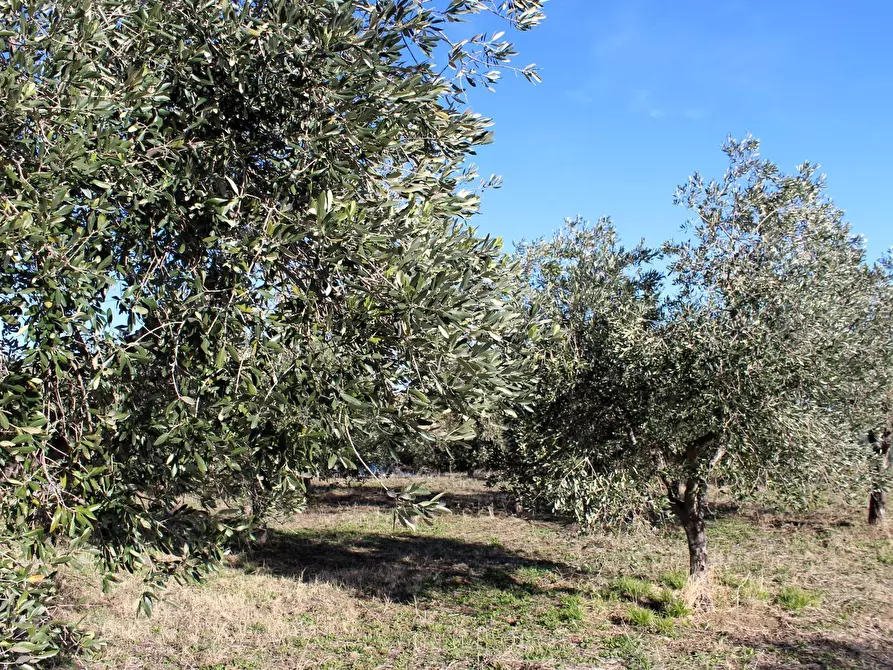 Immagine 7 di Terreno residenziale in vendita  in via Aldo Moro a Cupello