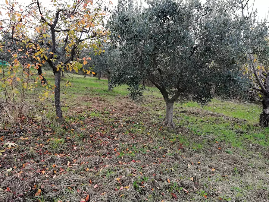 Immagine 5 di Terreno residenziale in vendita  in Aragona a Cupello