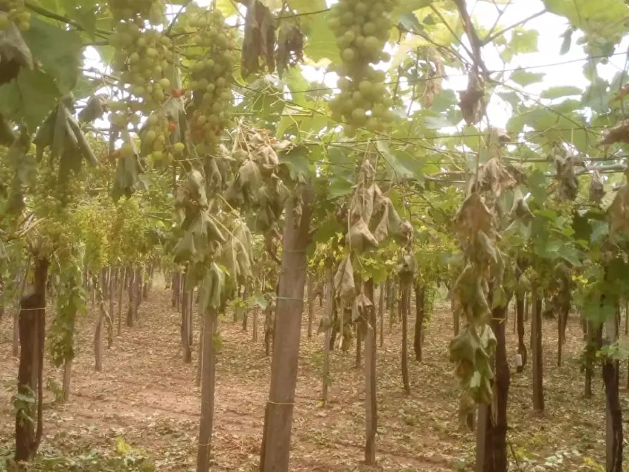 Immagine 8 di Terreno residenziale in vendita  in dei Bontempi a Vasto
