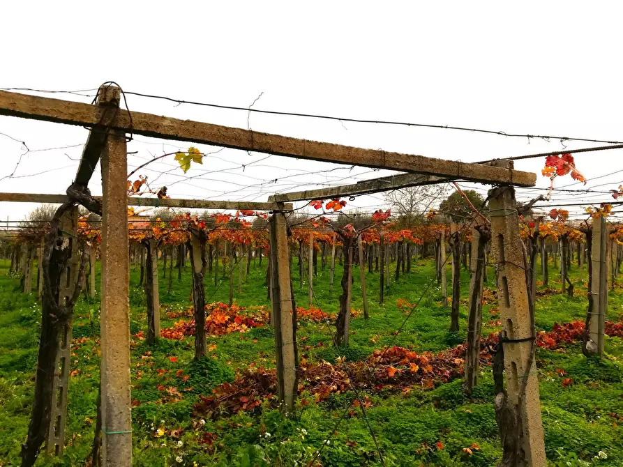 Immagine 14 di Terreno residenziale in vendita  in dei Bontempi a Vasto