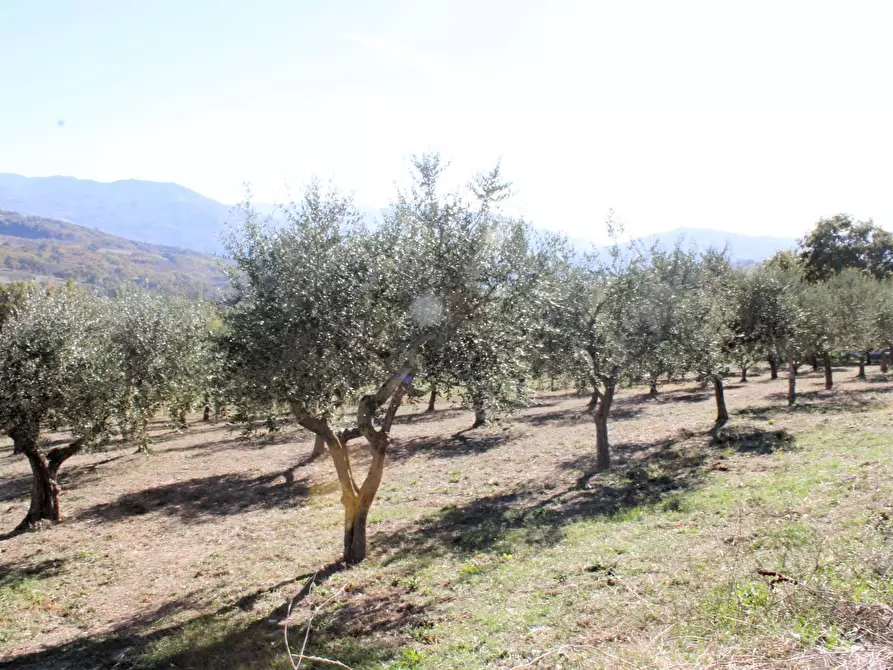 Immagine 38 di Rustico / casale in vendita  in Contrada Ciarioncia snc a Carunchio