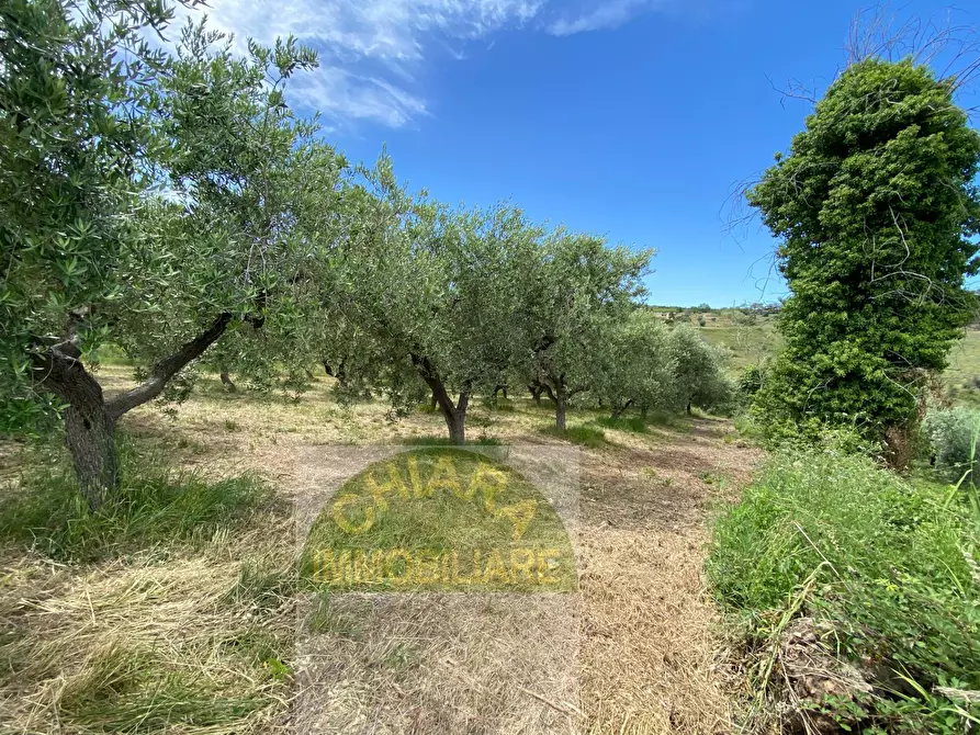 Immagine 2 di Terreno agricolo in vendita  in Contrada Strane snc a Cupello