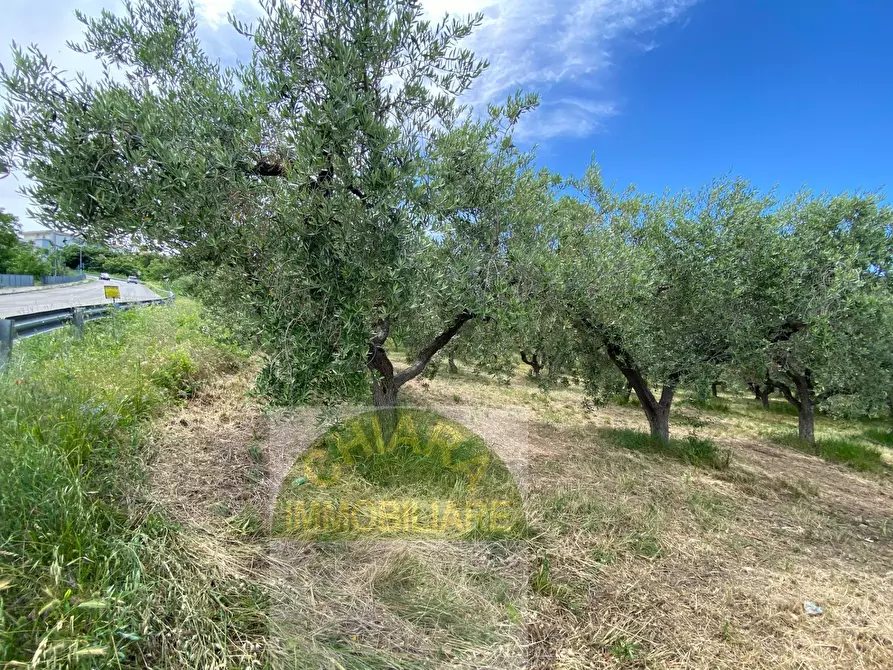 Immagine 3 di Terreno agricolo in vendita  in Contrada Strane snc a Cupello