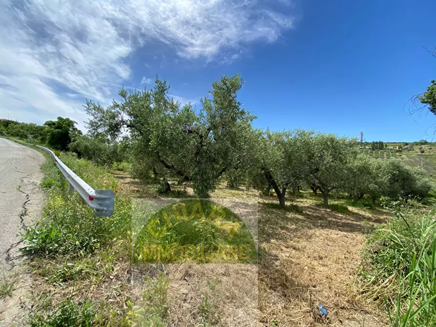 Immagine 6 di Terreno agricolo in vendita  in Contrada Strane snc a Cupello