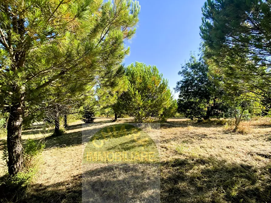 Immagine 14 di Terreno agricolo in vendita  a Cupello