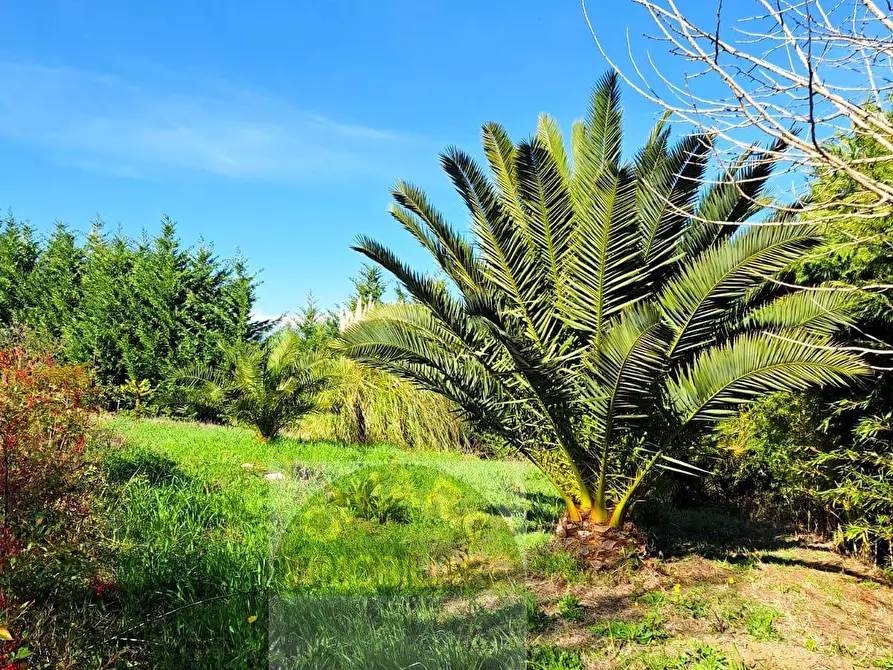 Immagine 1 di Terreno agricolo in vendita  a Cupello
