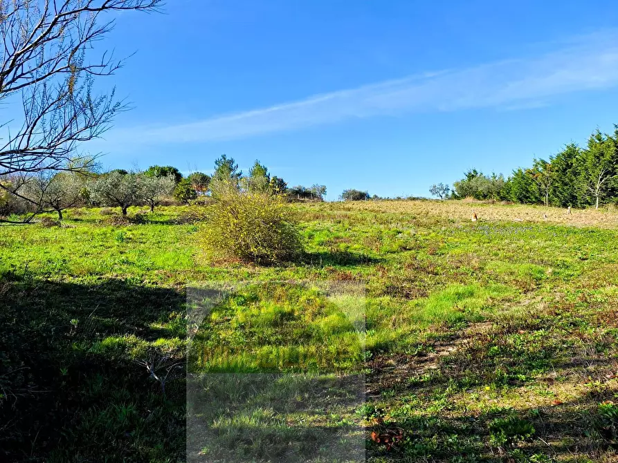 Immagine 3 di Terreno agricolo in vendita  a Cupello