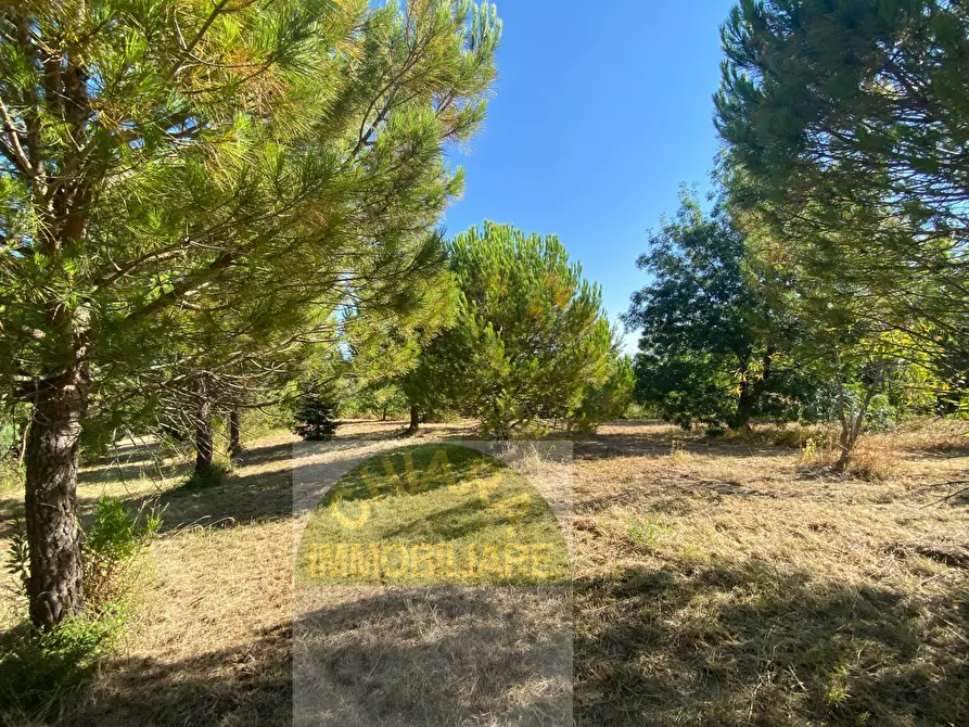 Immagine 4 di Terreno agricolo in vendita  a Cupello