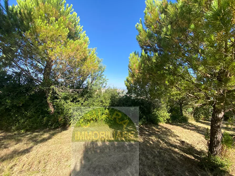 Immagine 6 di Terreno agricolo in vendita  a Cupello