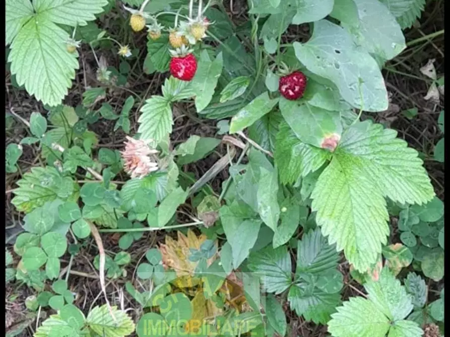 Immagine 16 di Terreno agricolo in vendita  a Cupello