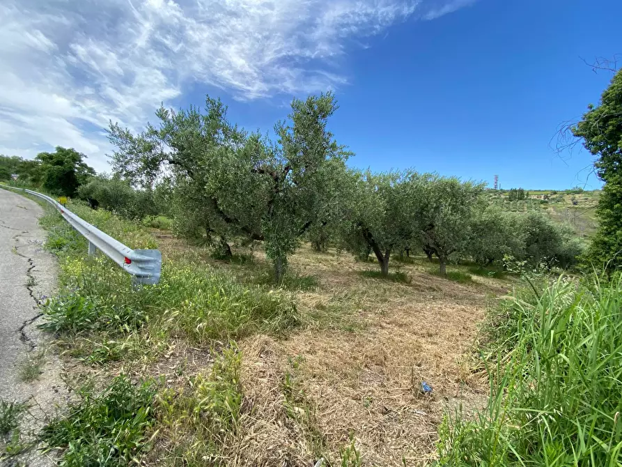Immagine 5 di Terreno agricolo in vendita  in Contrada Strane snc a Cupello