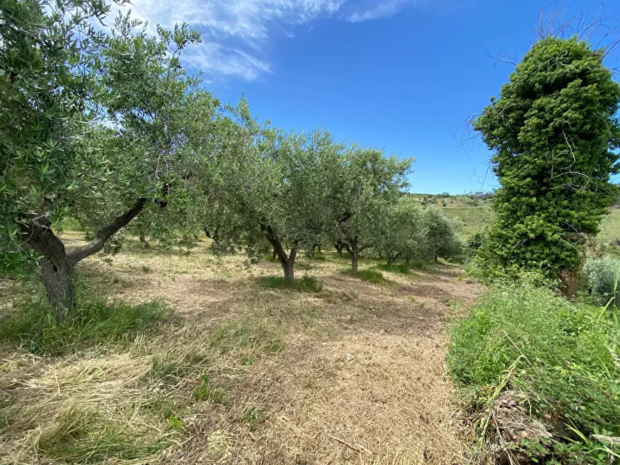 Immagine 4 di Terreno agricolo in vendita  in Contrada Strane snc a Cupello