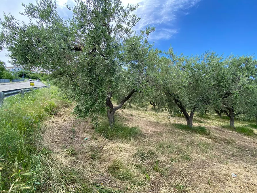 Immagine 2 di Terreno agricolo in vendita  in Contrada Strane snc a Cupello
