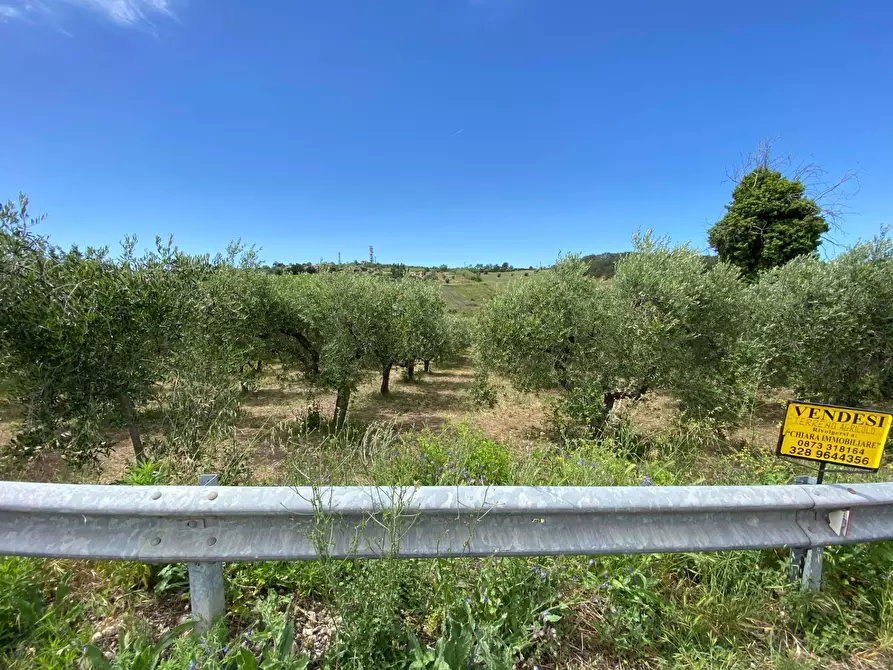 Immagine 6 di Terreno agricolo in vendita  in Contrada Strane snc a Cupello
