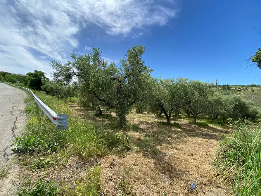 Immagine 7 di Terreno agricolo in vendita  in Contrada Strane snc a Cupello