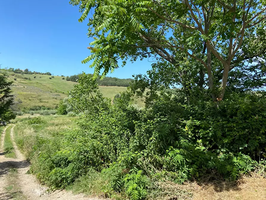 Immagine 19 di Terreno agricolo in vendita  in Contrada Strane snc a Cupello