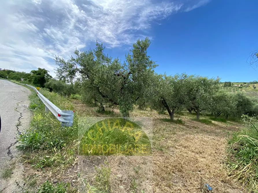 Immagine 2 di Terreno agricolo in vendita  in Contrada Strane snc a Cupello