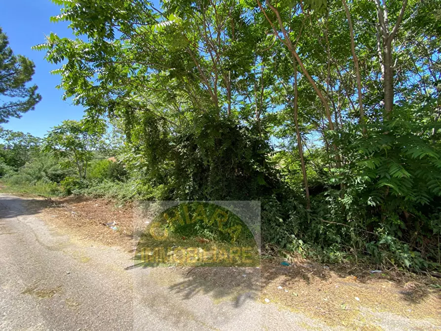 Immagine 15 di Terreno agricolo in vendita  in Contrada Strane snc a Cupello