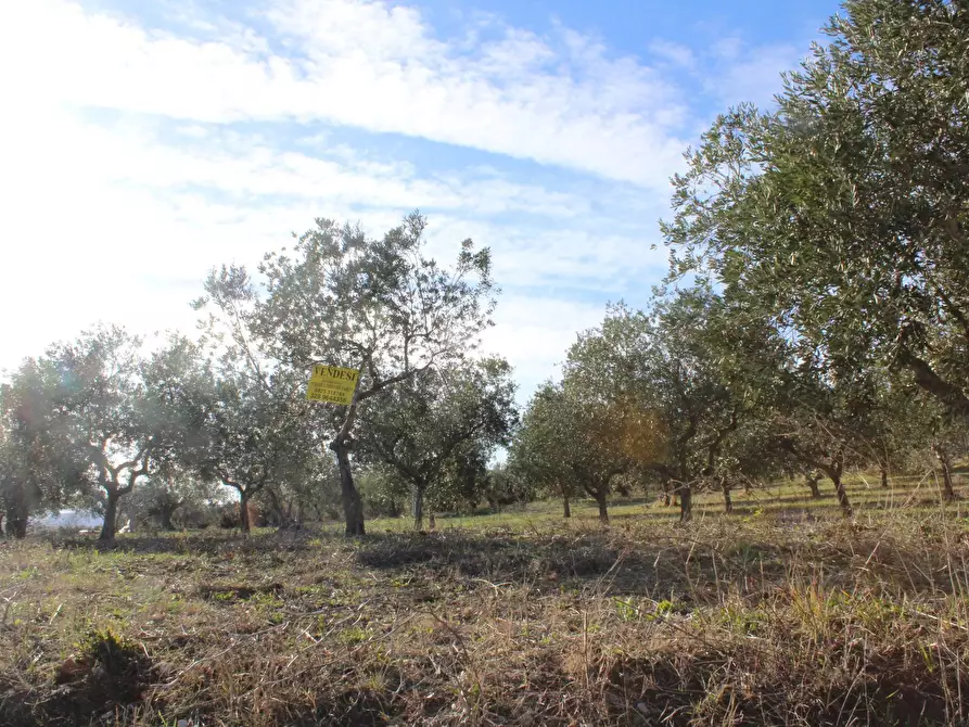 Immagine 11 di Terreno residenziale in vendita  in via Aldo Moro a Cupello