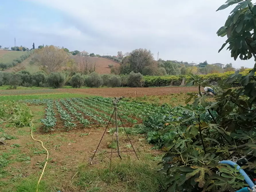 Immagine 11 di Terreno agricolo in vendita  in Case di Trento a Giulianova