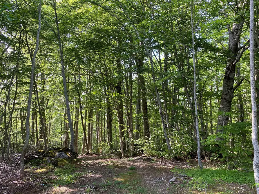 Immagine 7 di Baita in vendita  in SP 43 4 a Pietracamela