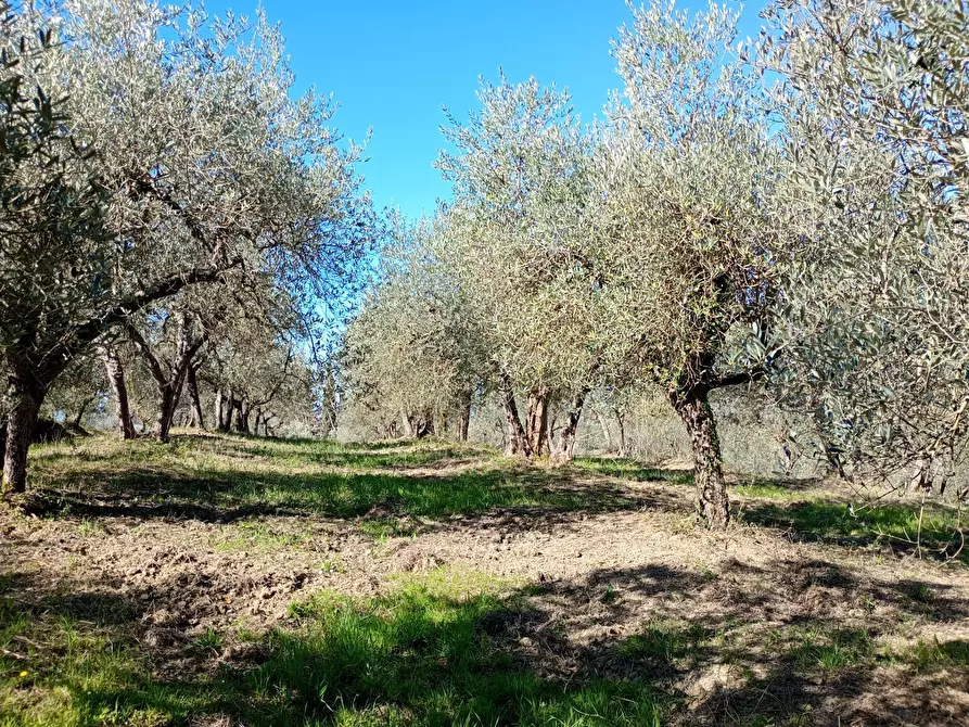 Immagine 16 di Rustico / casale in vendita  in Via Trecento a Montespertoli
