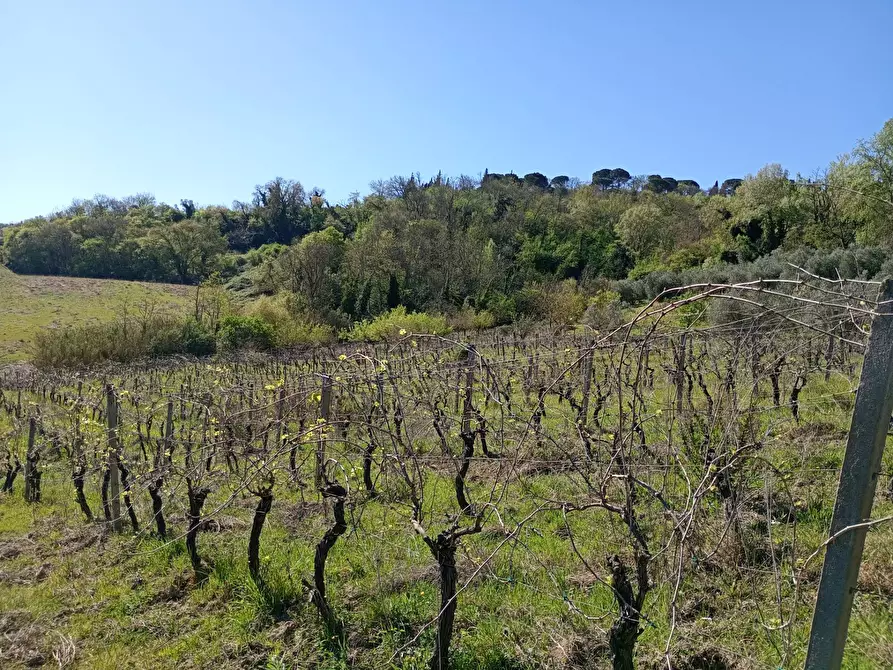 Immagine 18 di Rustico / casale in vendita  in Via Trecento a Montespertoli