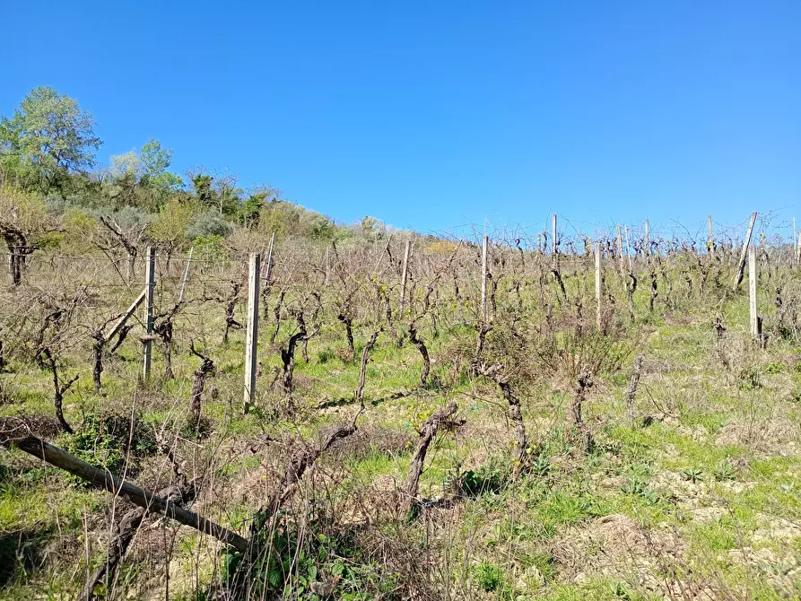 Immagine 20 di Rustico / casale in vendita  in Via Trecento a Montespertoli
