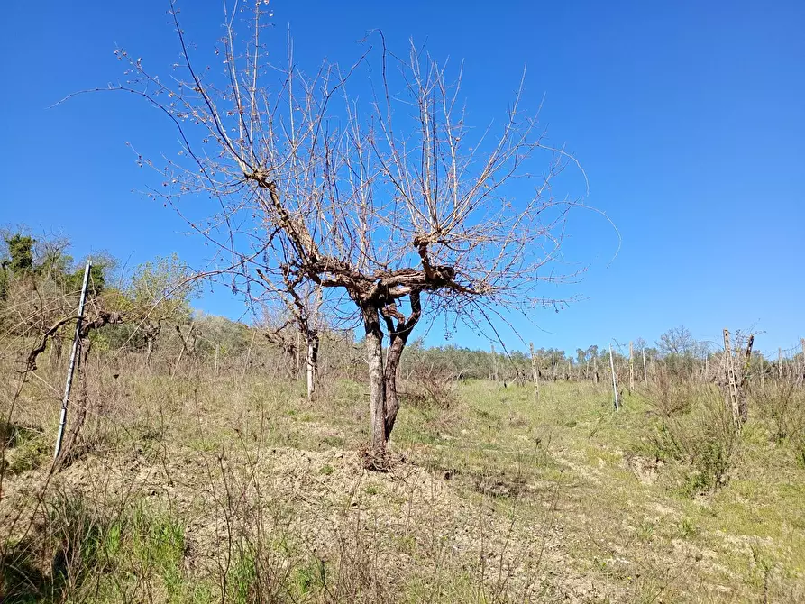 Immagine 21 di Rustico / casale in vendita  in Via Trecento a Montespertoli
