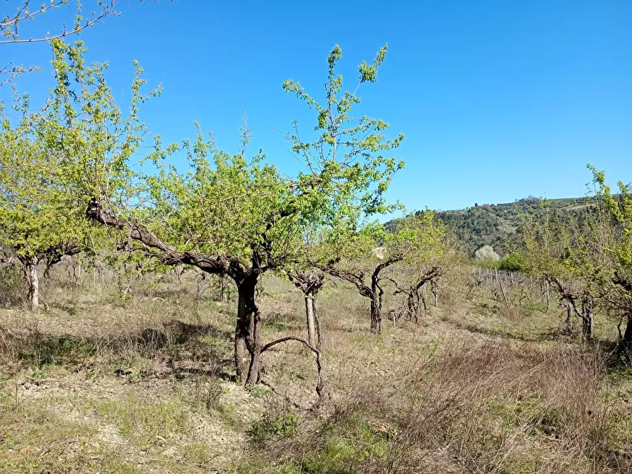 Immagine 23 di Rustico / casale in vendita  in Via Trecento a Montespertoli