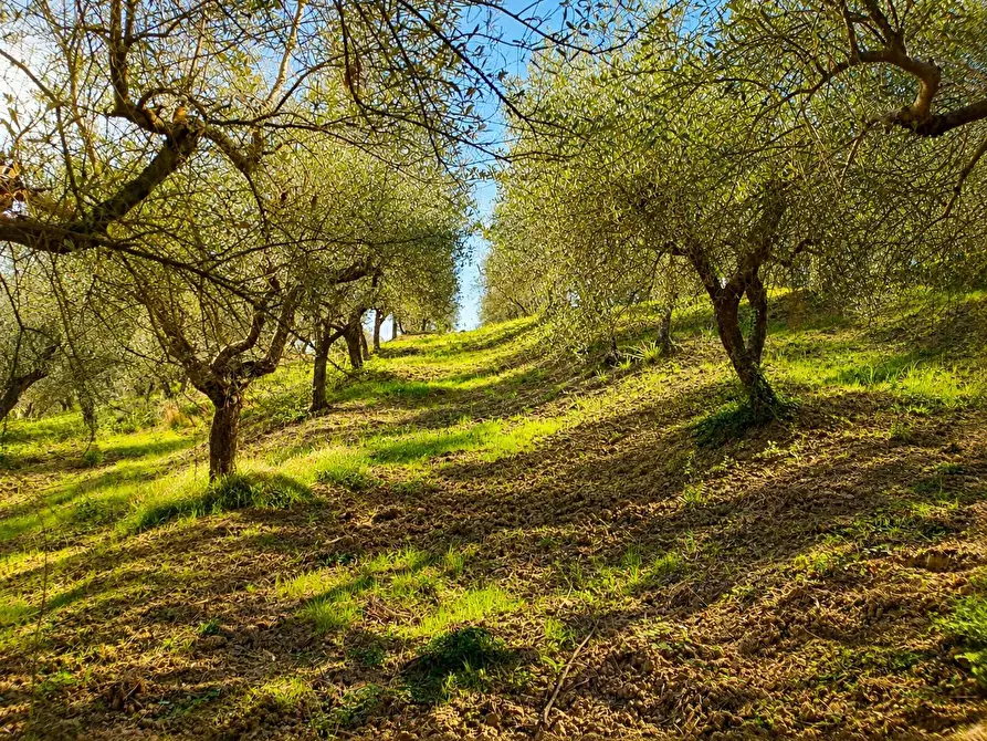 Immagine 4 di Rustico / casale in vendita  in Via Trecento a Montespertoli