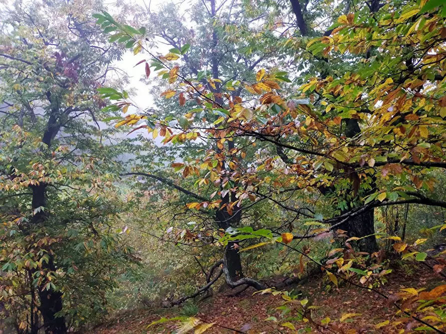 Immagine 18 di Rustico / casale in vendita  in Via del Giogo 4 a Scarperia E San Piero