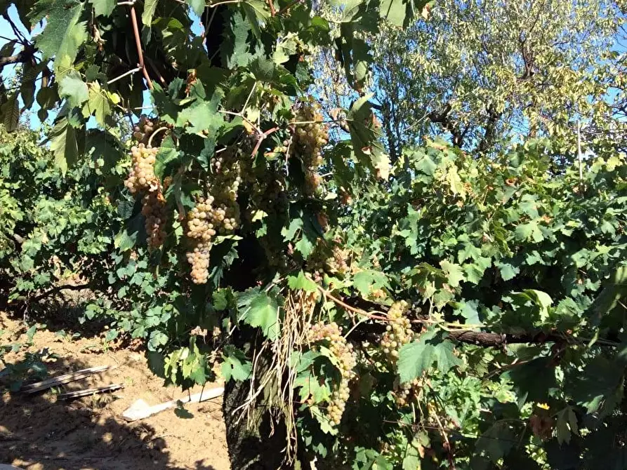 Immagine 30 di Casa semindipendente in vendita  in contrada magnola 6 a Ripatransone