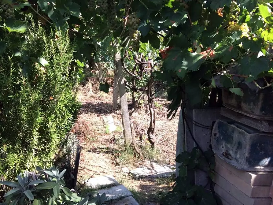 Immagine 29 di Casa semindipendente in vendita  in contrada magnola 6 a Ripatransone